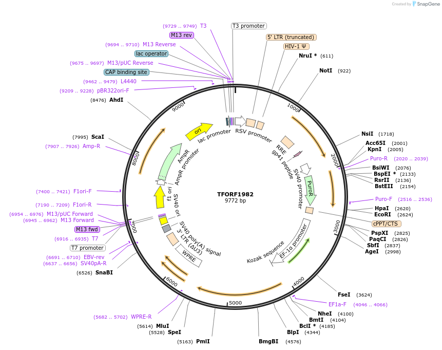 142901-plasmid-map-sequence-id-385808