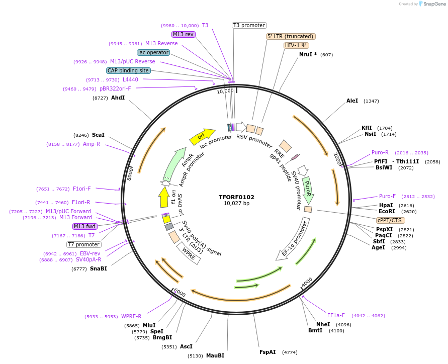 142534-plasmid-map-sequence-id-385810