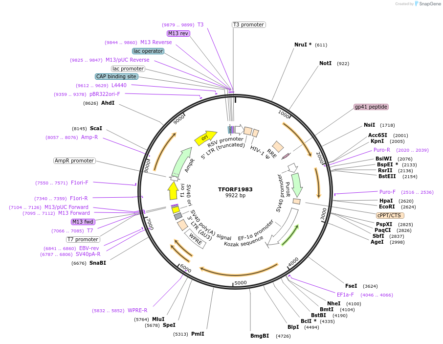 143562-plasmid-map-sequence-id-385812