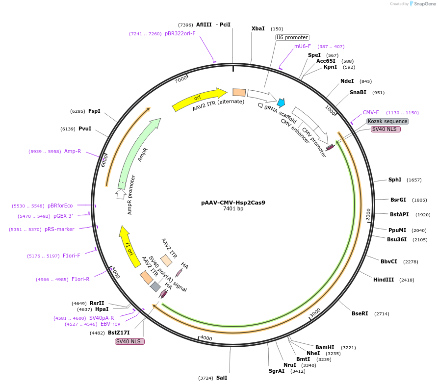 192126-plasmid-map-sequence-id-385815