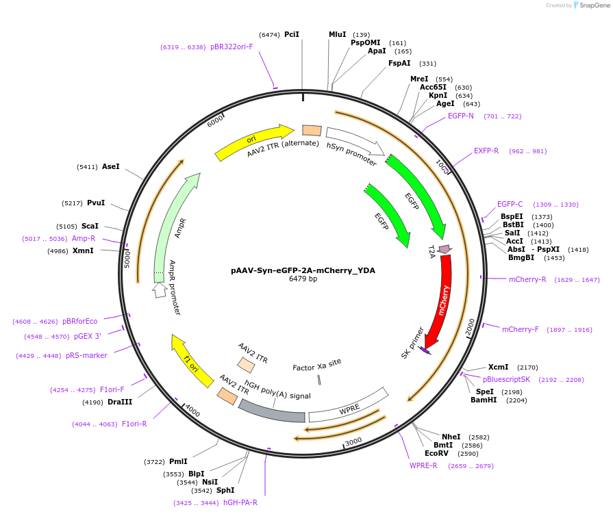 194876-plasmid-map-sequence-id-385817