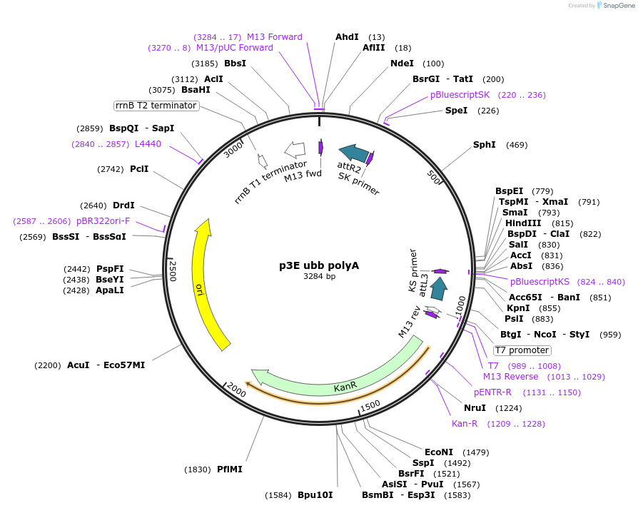 195977-plasmid-map-sequence-id-385826