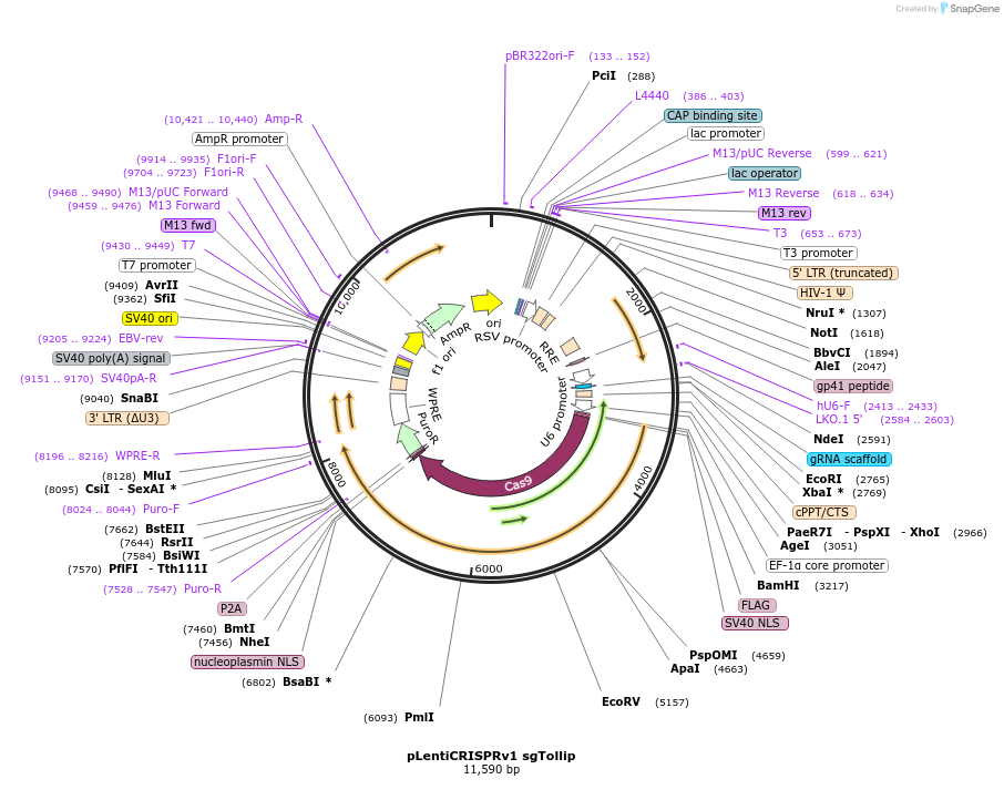 196546-plasmid-map-sequence-id-385833
