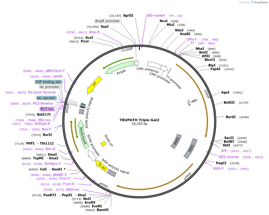 196049-plasmid-map-sequence-id-385863