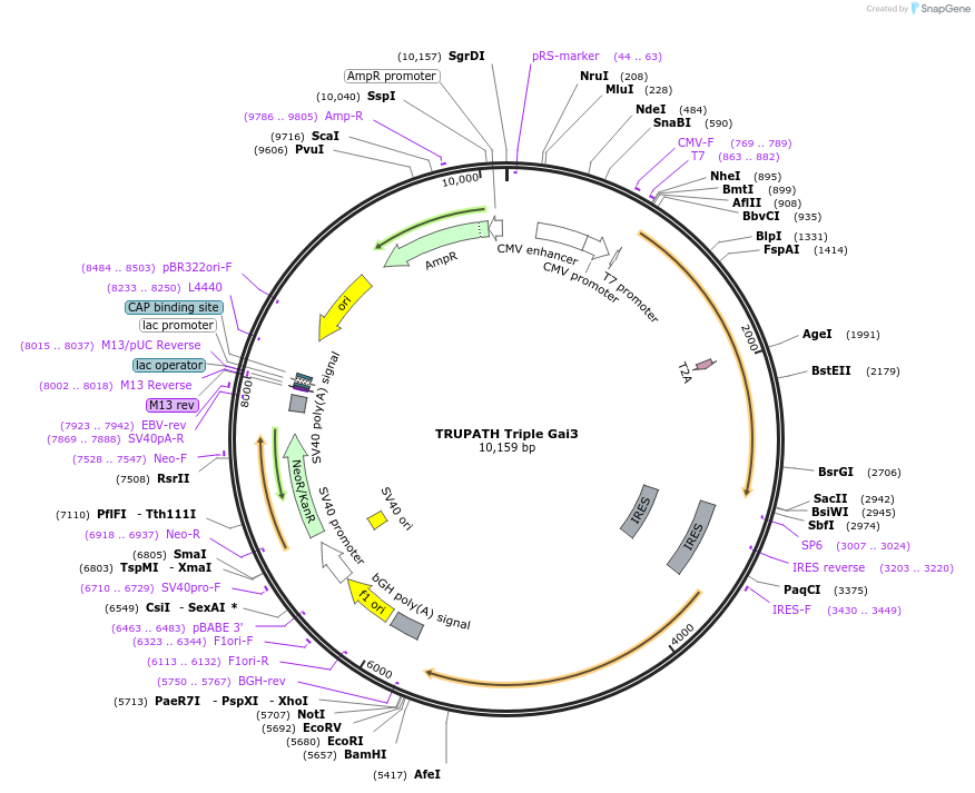 196050-plasmid-map-sequence-id-385864