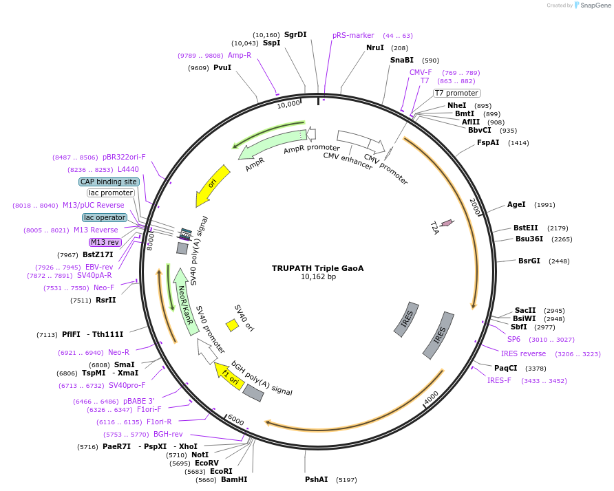 196051-plasmid-map-sequence-id-385865
