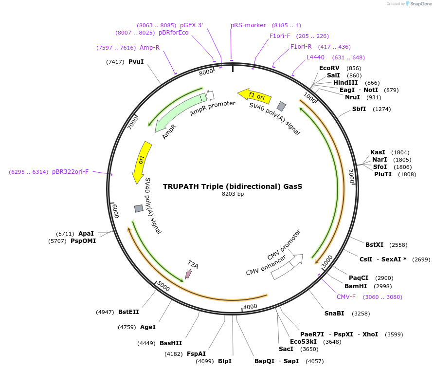 196055-plasmid-map-sequence-id-385866