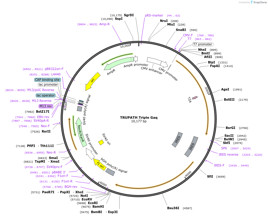 196058-plasmid-map-sequence-id-385868