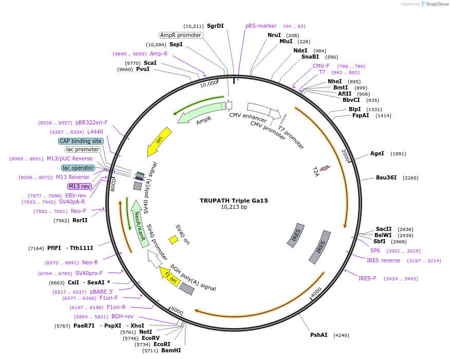 196060-plasmid-map-sequence-id-385870