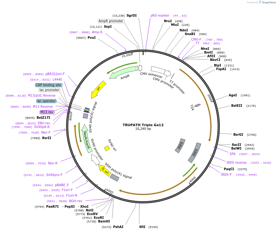 196061-plasmid-map-sequence-id-385874