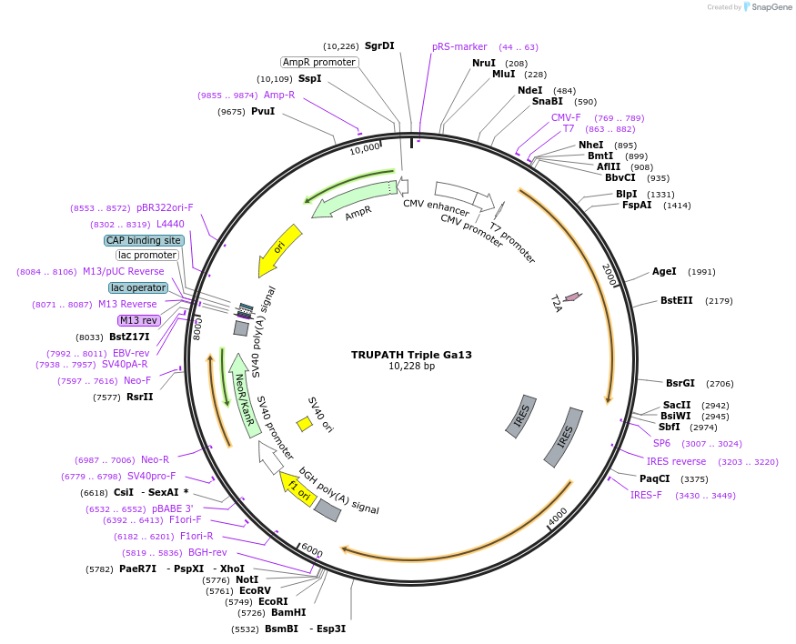 196062-plasmid-map-sequence-id-385881