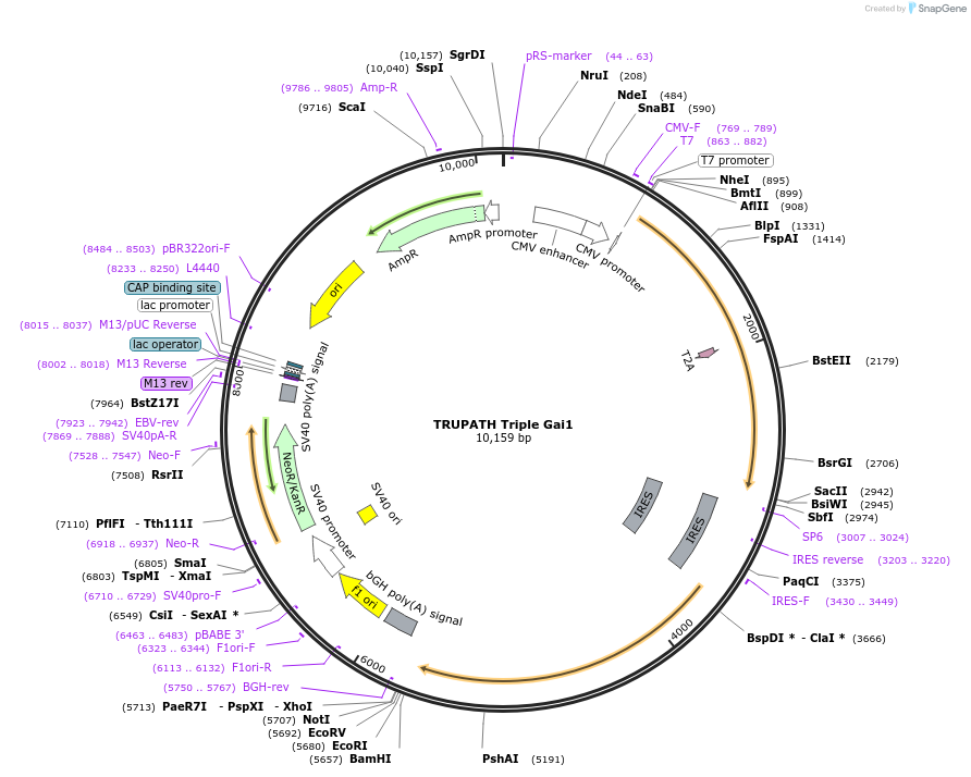 196048-plasmid-map-sequence-id-385883