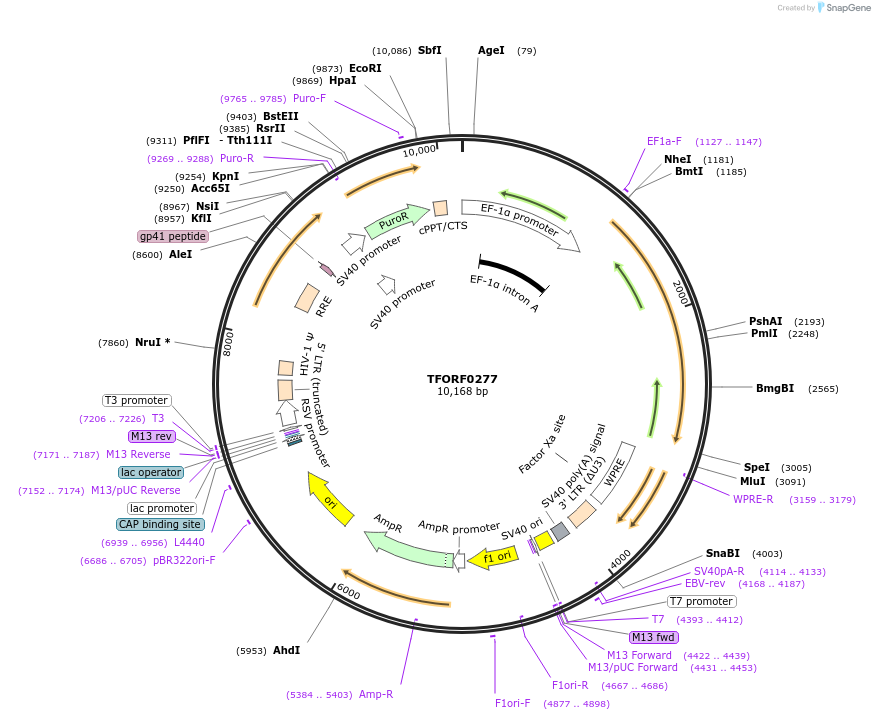 142583-plasmid-map-sequence-id-385895