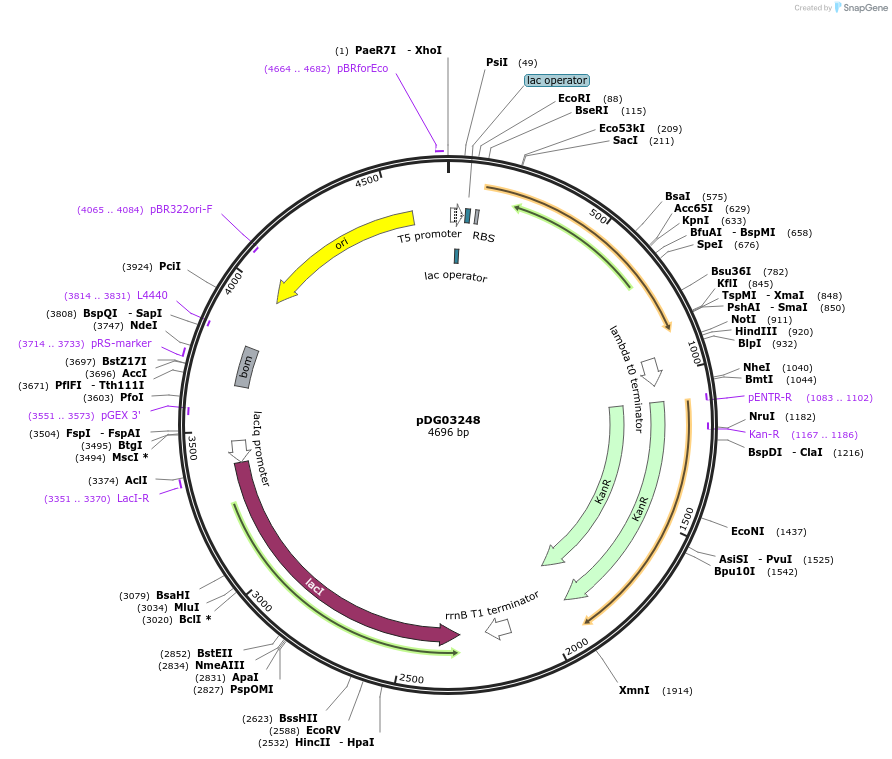 195991-plasmid-map-sequence-id-385897