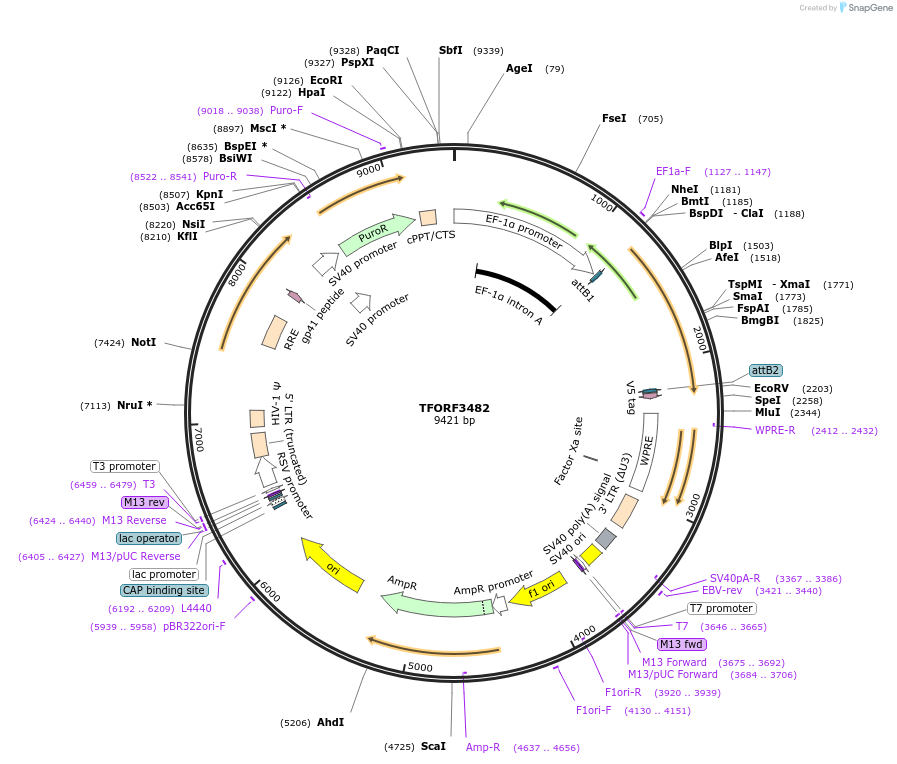 144958-plasmid-map-sequence-id-385898