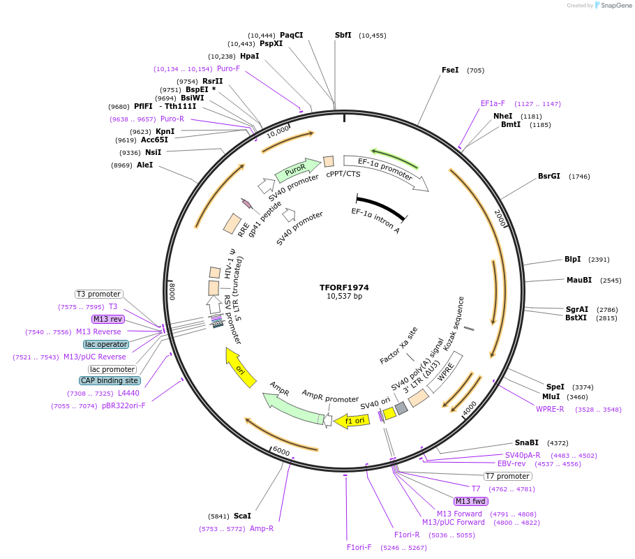 143988-plasmid-map-sequence-id-385902