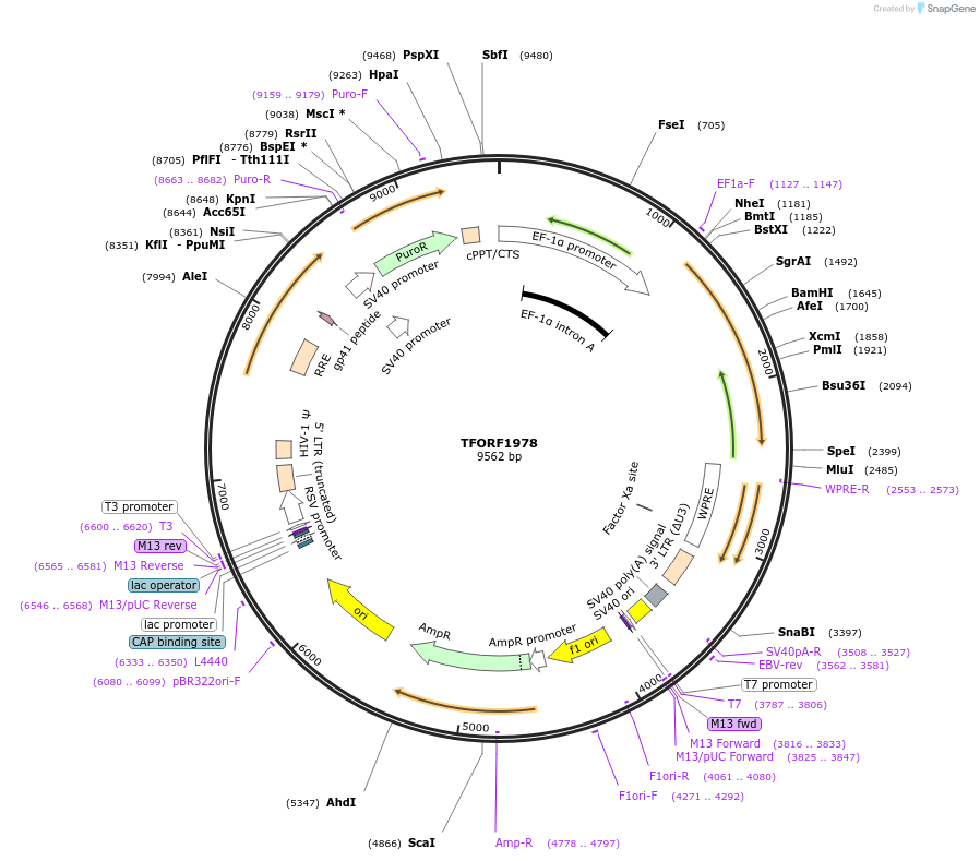 144319-plasmid-map-sequence-id-385909