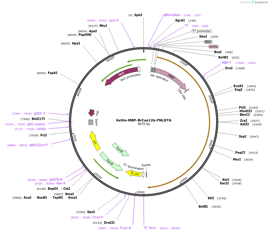 195340-plasmid-map-sequence-id-385915