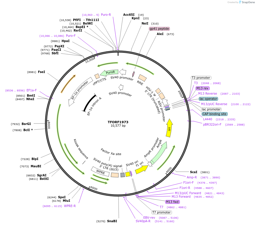 142519-plasmid-map-sequence-id-385917