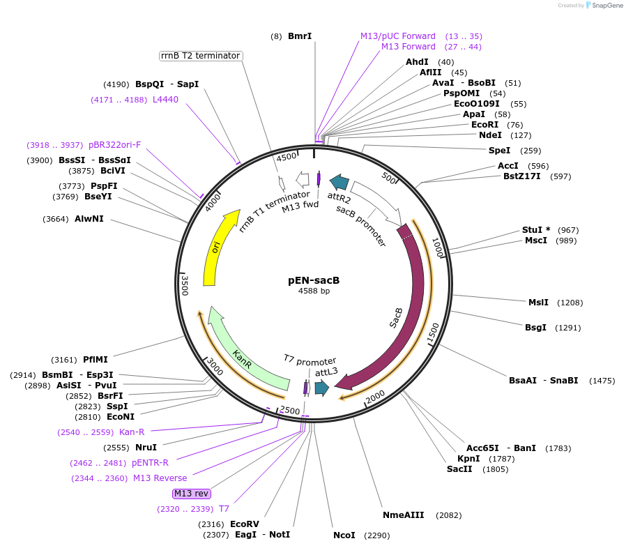 196249-plasmid-map-sequence-id-385918