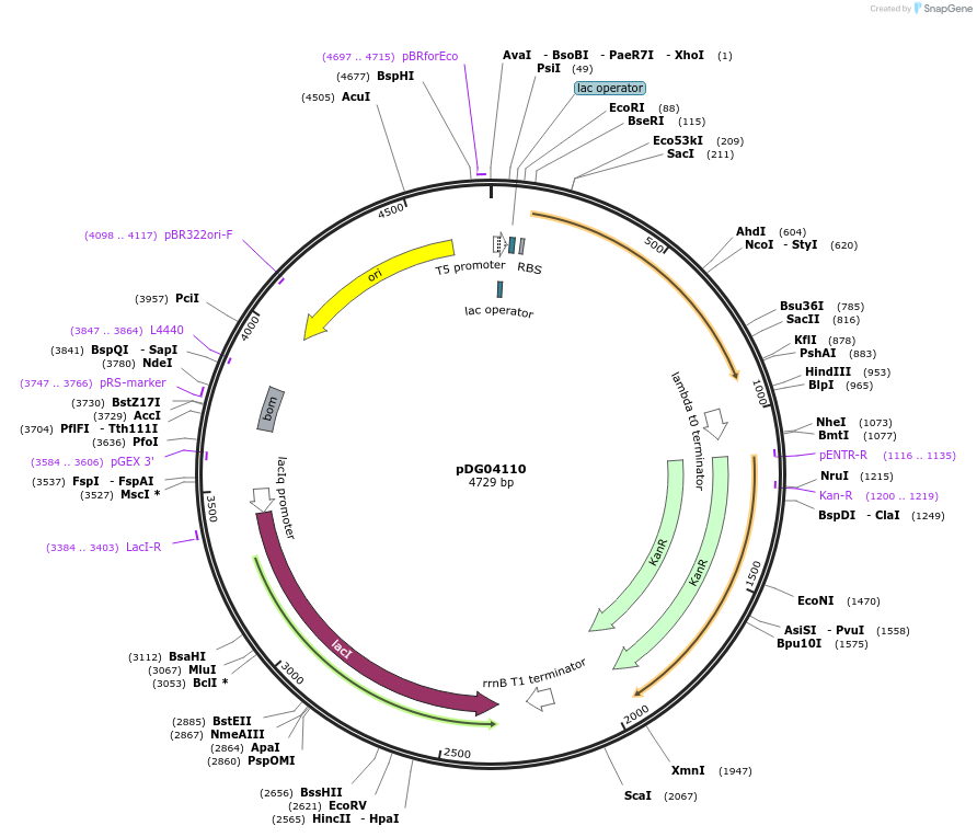 196012-plasmid-map-sequence-id-385928