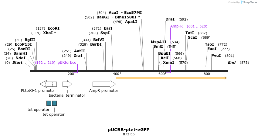 38593_map