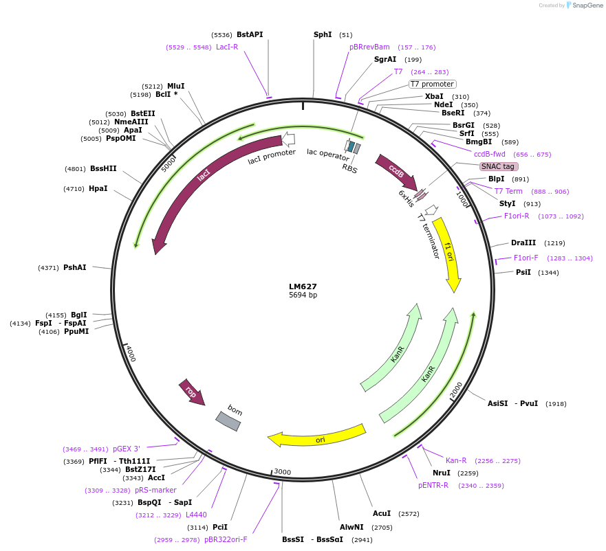 191551-plasmid-map-sequence-id-385934