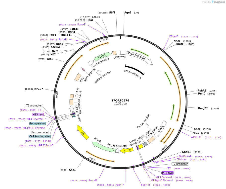 142386-plasmid-map-sequence-id-385936