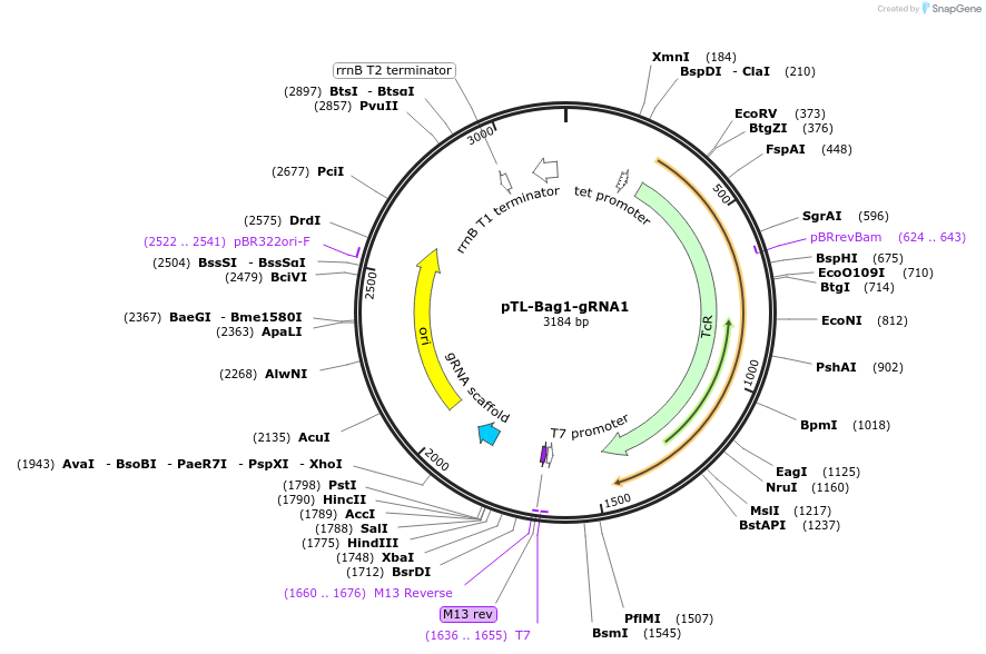 196251-plasmid-map-sequence-id-385941