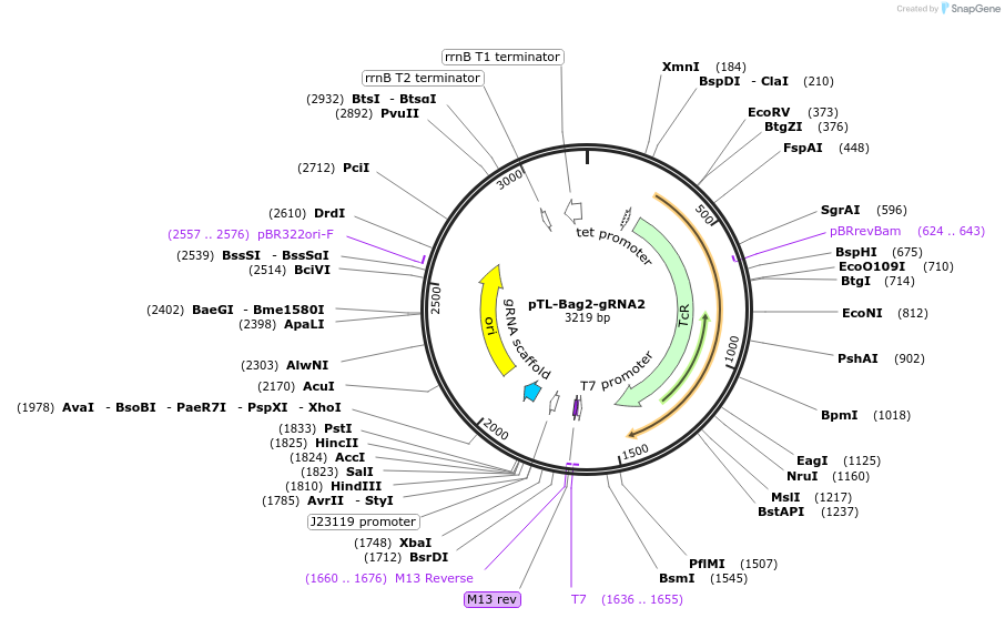 196252-plasmid-map-sequence-id-385943