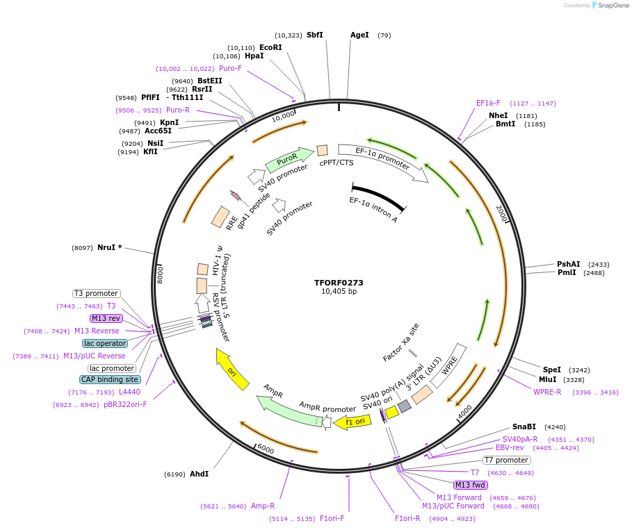 142580-plasmid-map-sequence-id-385949