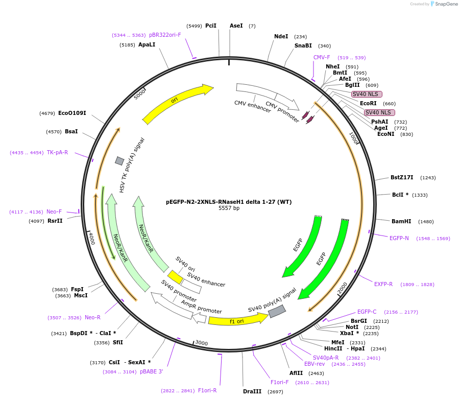 196702-plasmid-map-sequence-id-385953