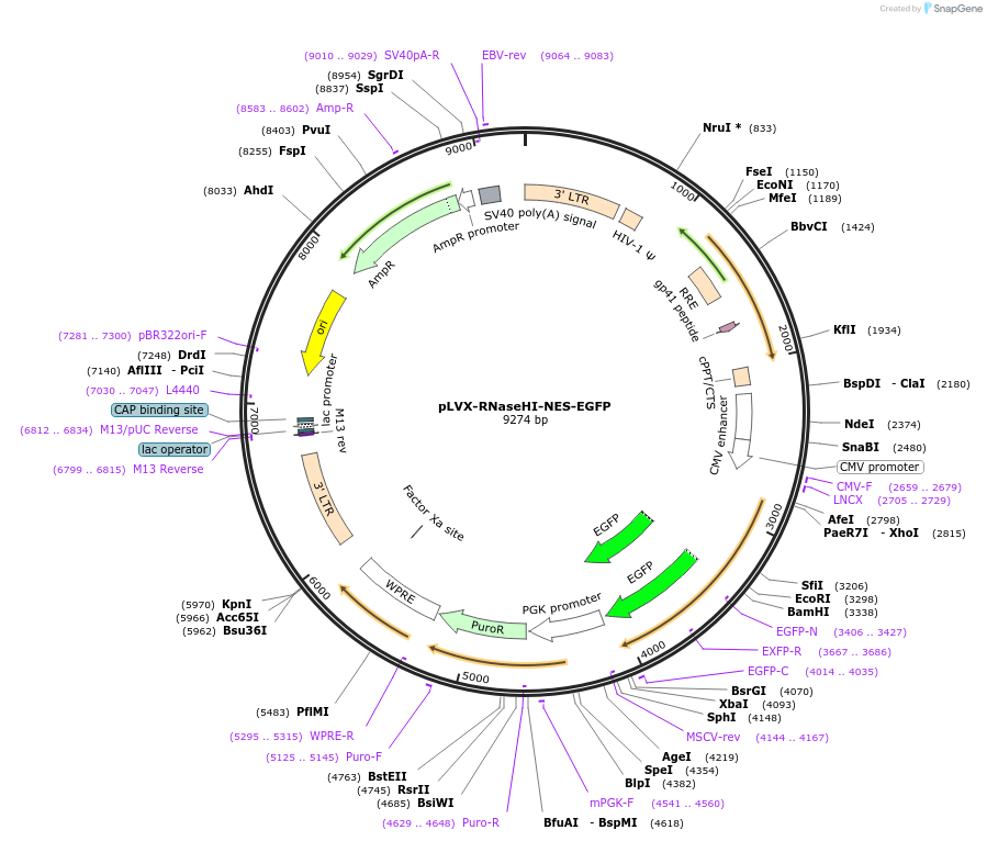 196701-plasmid-map-sequence-id-385957