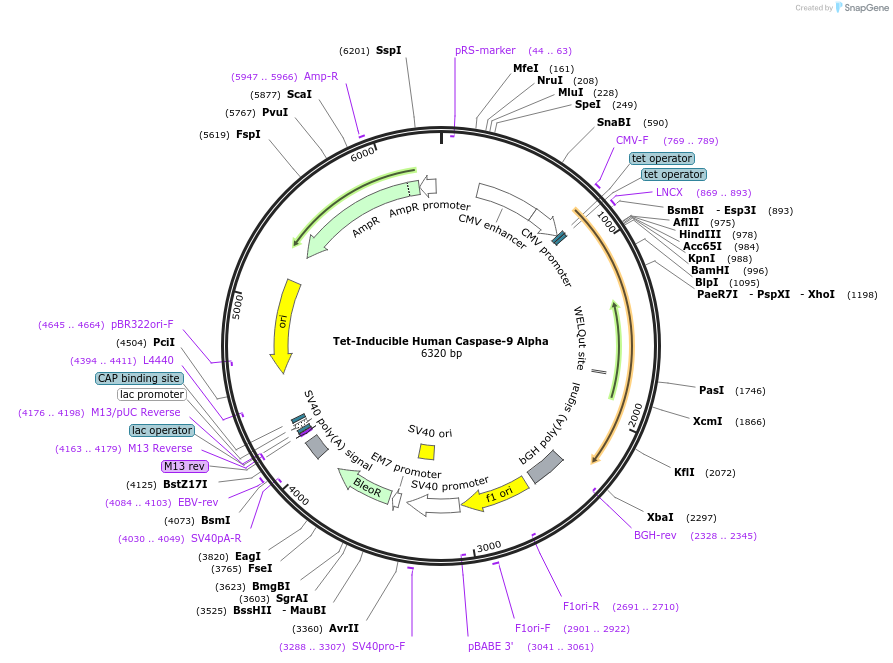 194708-plasmid-map-sequence-id-385960