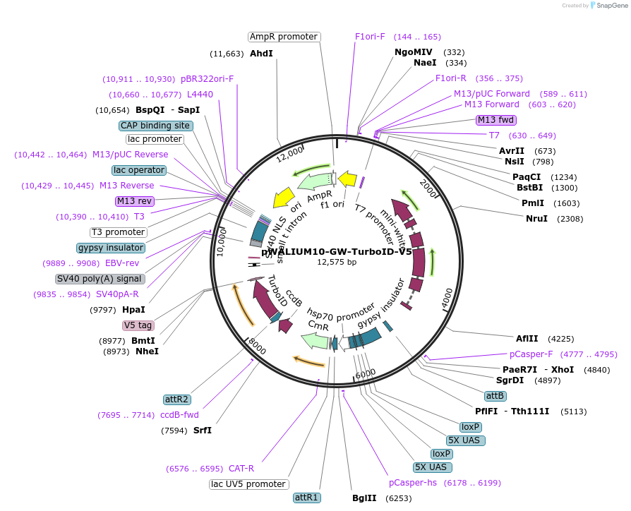 196283-plasmid-map-sequence-id-385988