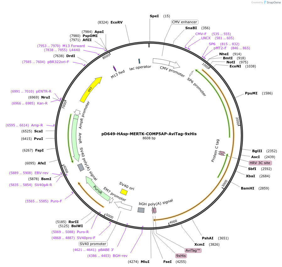 157442-plasmid-map-sequence-id-385994