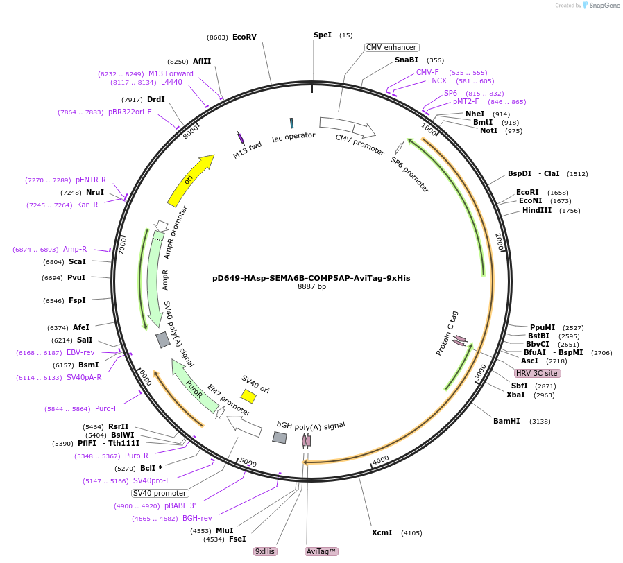 157482-plasmid-map-sequence-id-385995
