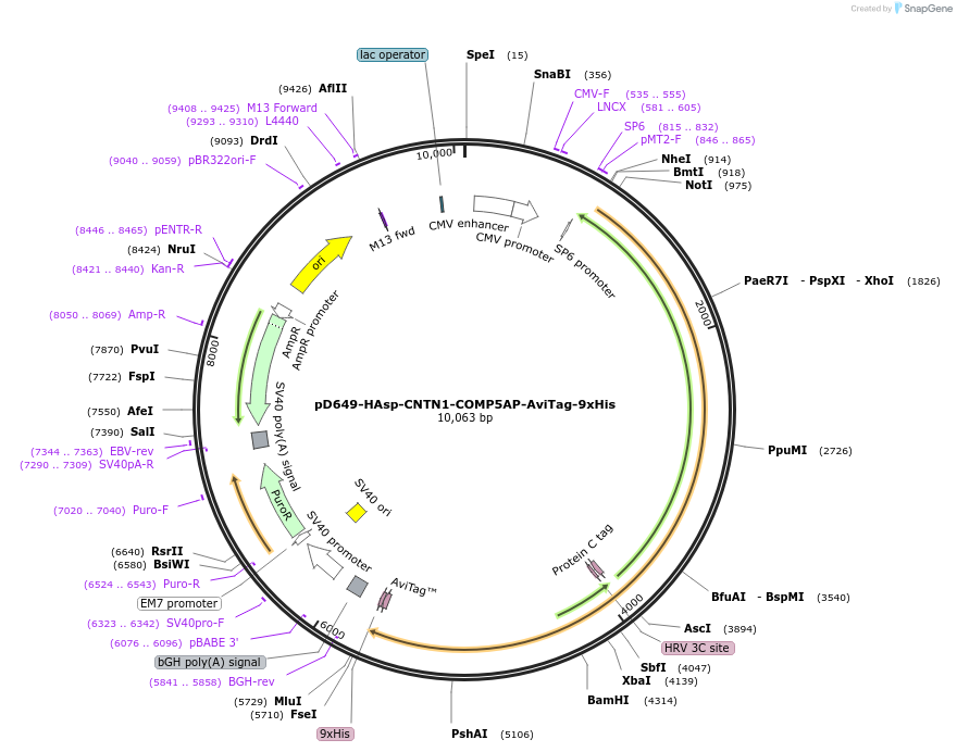 157576-plasmid-map-sequence-id-385999