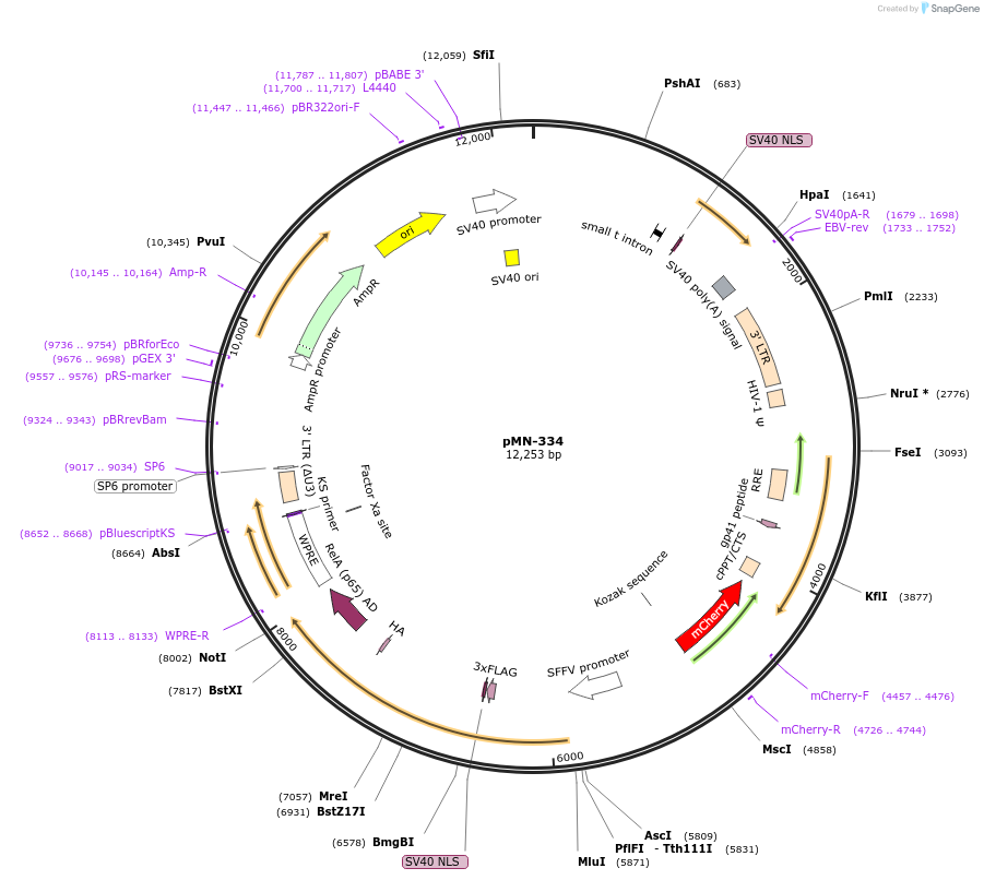 195468-plasmid-map-sequence-id-386007