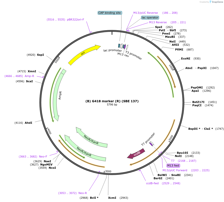 195011-plasmid-map-sequence-id-386086