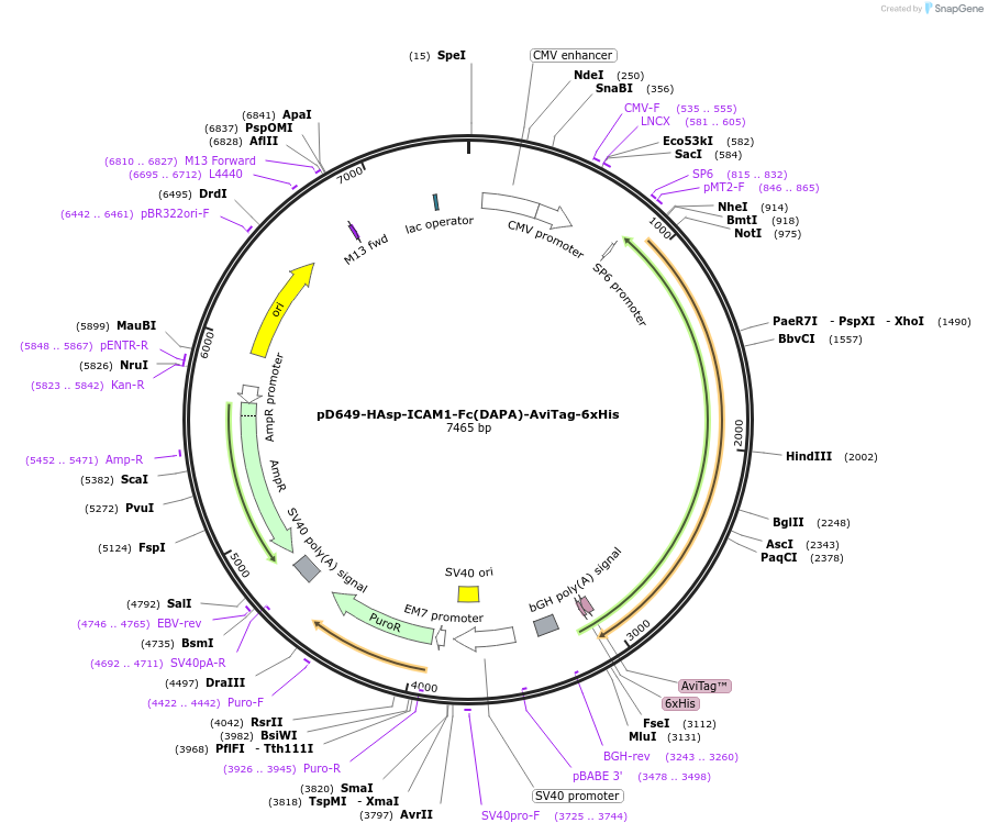 156868-plasmid-map-sequence-id-386096