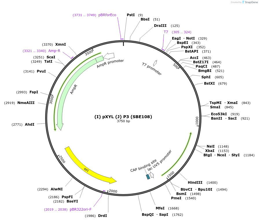 194991-plasmid-map-sequence-id-386099