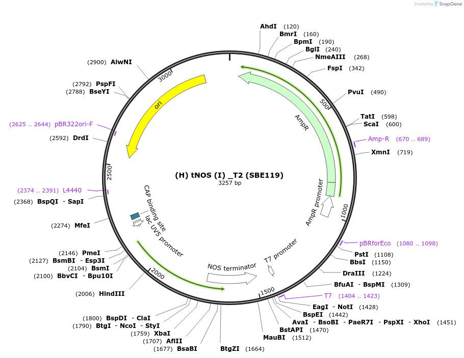 195006-plasmid-map-sequence-id-386114