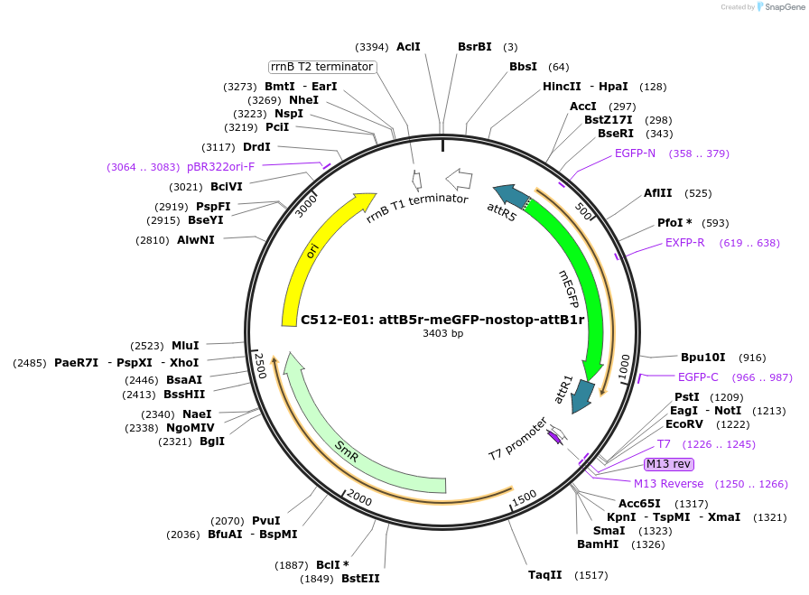 162940-plasmid-map-sequence-id-386116