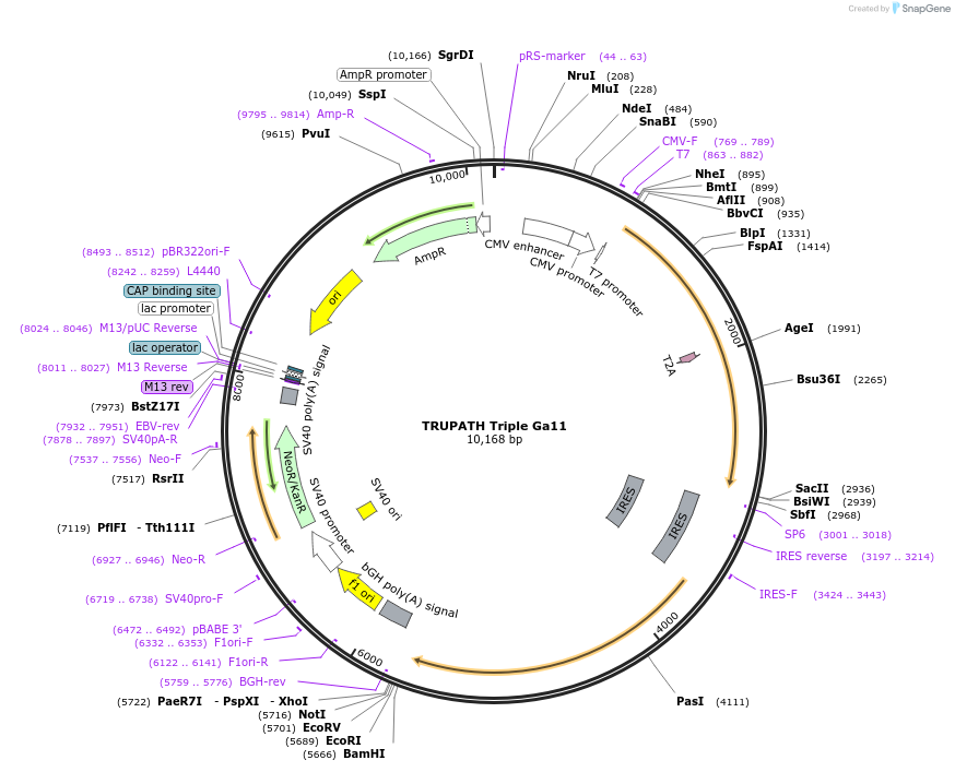 196059-plasmid-map-sequence-id-386126