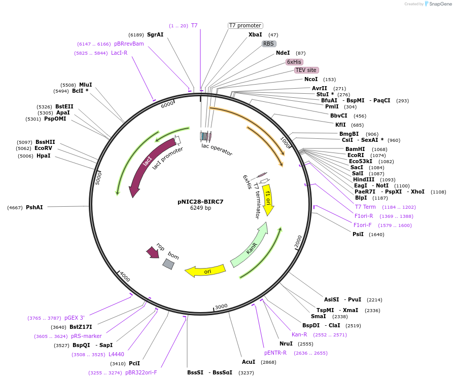 196363-plasmid-map-sequence-id-386127