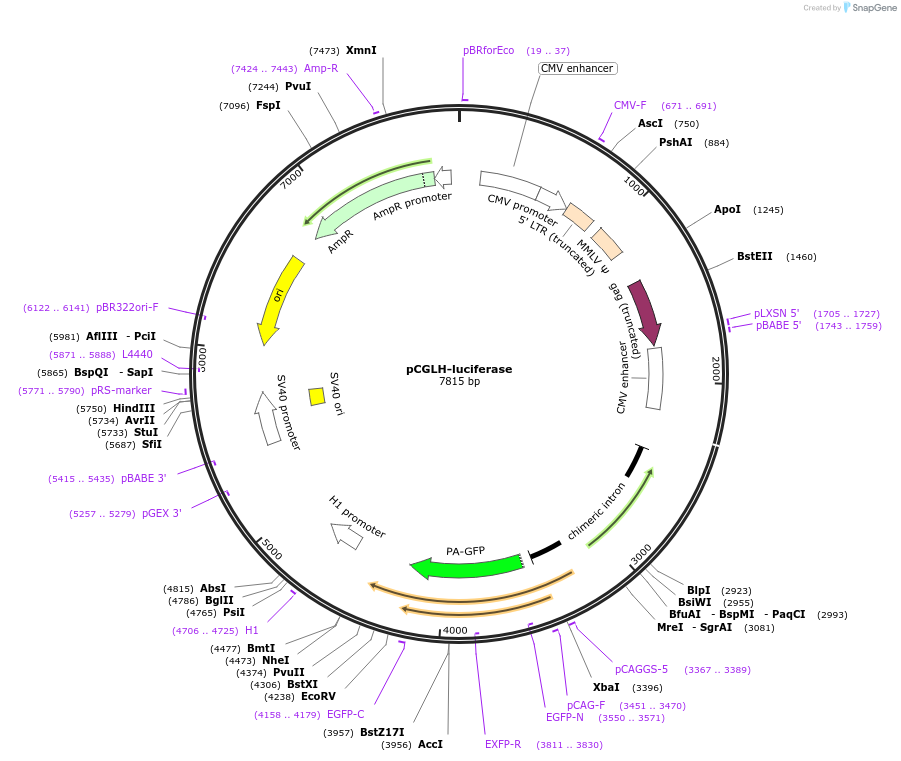 194979-plasmid-map-sequence-id-386135