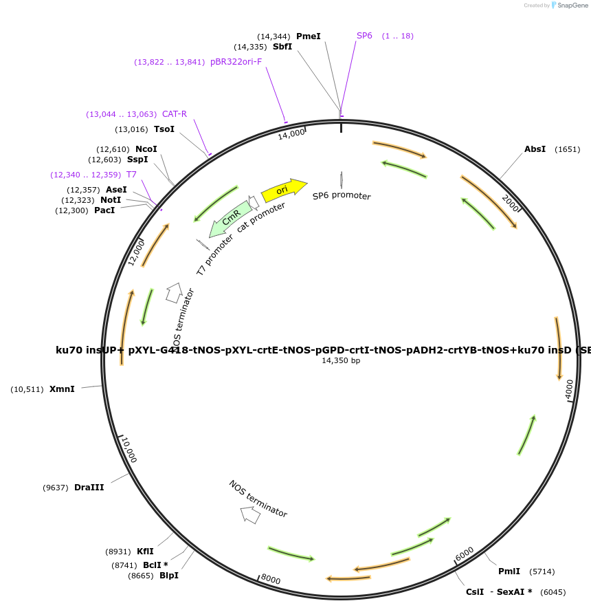 195046-plasmid-map-sequence-id-386136