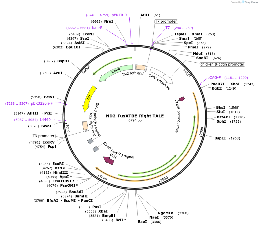 196499-plasmid-map-sequence-id-386140
