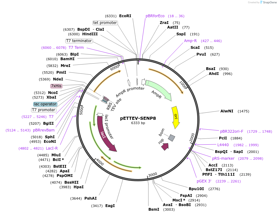 196361-plasmid-map-sequence-id-386147